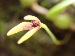 Bulbophyllum ngoyense
