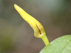 Bulbophyllum ngoyense