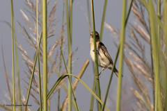 Ploceus philippinus