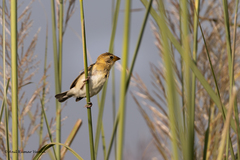 Ploceus philippinus