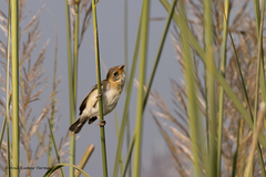 Ploceus philippinus