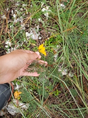 Chamaecrista deeringiana