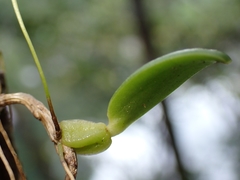 Bulbophyllum ngoyense