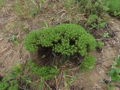 Helichrysum asperum comosum
