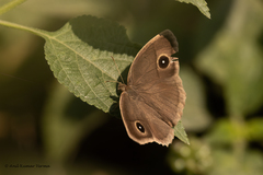 Mycalesis