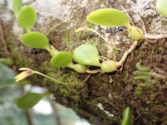 Bulbophyllum ngoyense