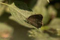 Mycalesis