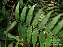 Diplazium taiwanense