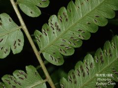 Diplazium taiwanense