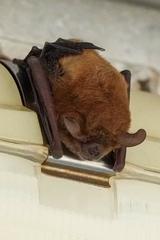 Nyctophilus arnhemensis