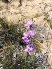 Thysanotus racemoides