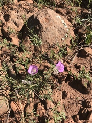 Ipomoea costellata