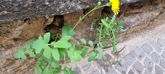 Sonchus tenerrimus