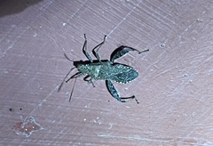 Heegeria tangirica