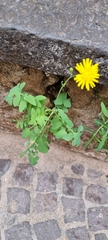 Sonchus tenerrimus