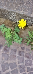 Sonchus tenerrimus