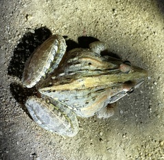 Ptychadena mossambica