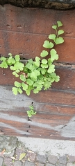 Adiantum capillus-veneris