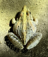 Ptychadena mossambica