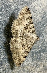 Polydesma umbricola