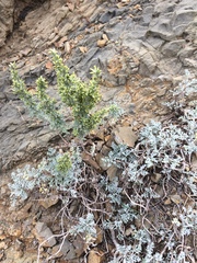 Artemisia caerulescens gallica