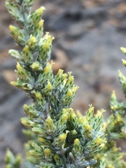 Artemisia caerulescens gallica