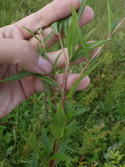 Epilobium pseudorubescens