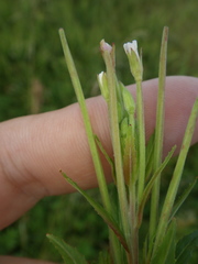 Epilobium pseudorubescens