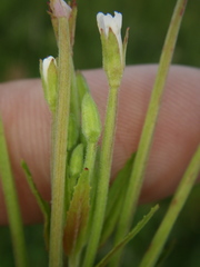 Epilobium pseudorubescens
