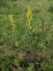 Solidago × niederederi