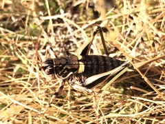 Antaxius hispanicus