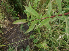 Solidago × niederederi