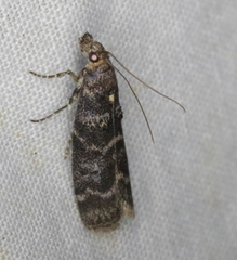 Ortholepis pasadamia