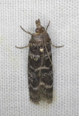 Ortholepis pasadamia