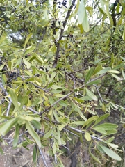 Rhamnus lycioides