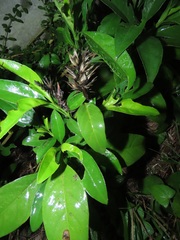 Barleria delagoensis