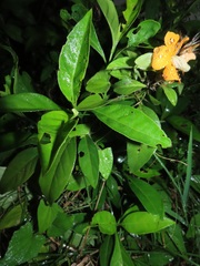 Barleria delagoensis