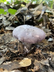 Lepista