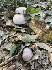 Lepista