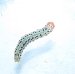 Blepharucha zaide