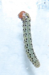 Blepharucha zaide