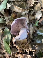 Lepista