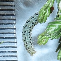 Blepharucha zaide