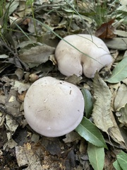 Lepista