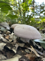 Lepista