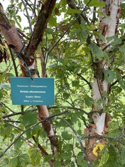 Betula utilis albosinensis