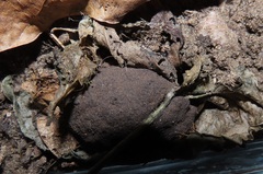 Mecynorhina passerinii