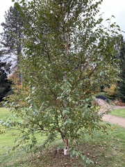 Betula utilis albosinensis