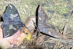 Ischyja ferrifracta