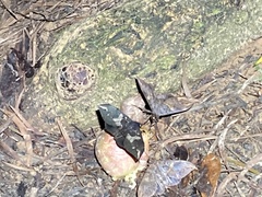 Ischyja ferrifracta